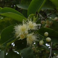Syzygium samarangense (Blume) Merr. & L.M.Perry